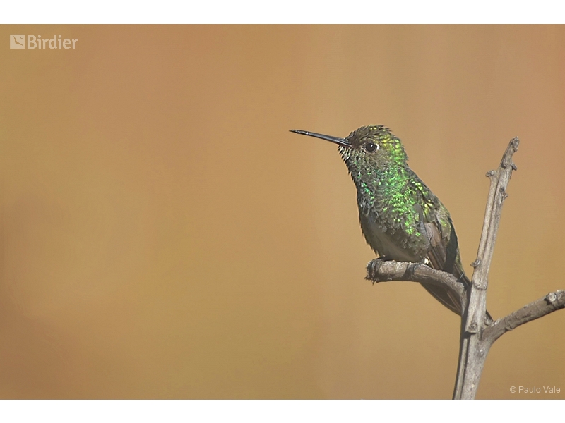 Glittering-throated Emerald