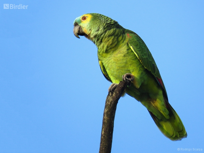 Turquoise-fronted Amazon