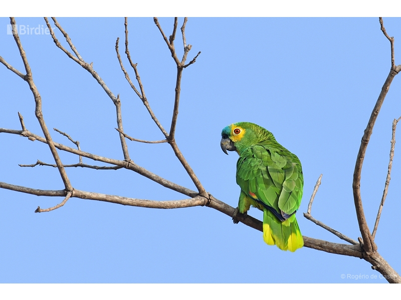 Turquoise-fronted Amazon