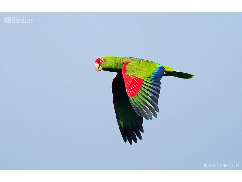 Red-spectacled Amazon