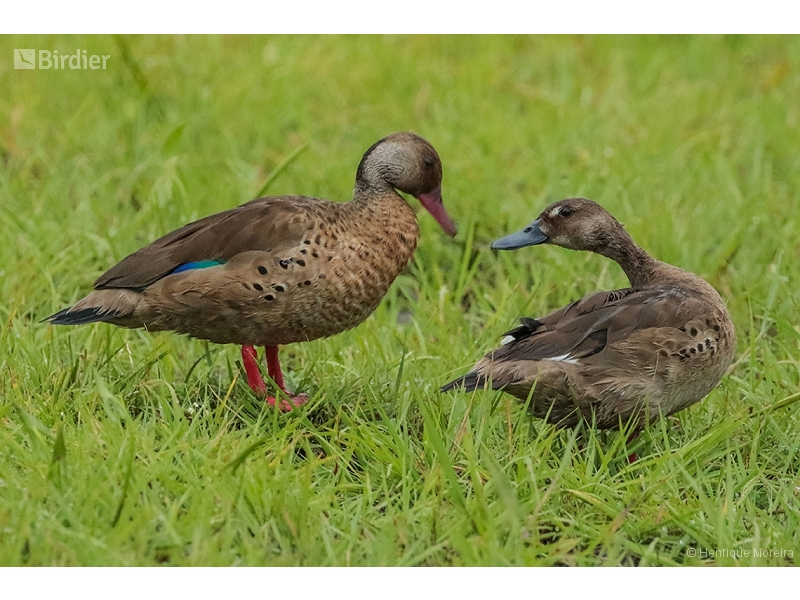 Brazilian Teal