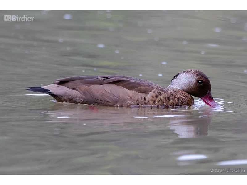 Brazilian Teal