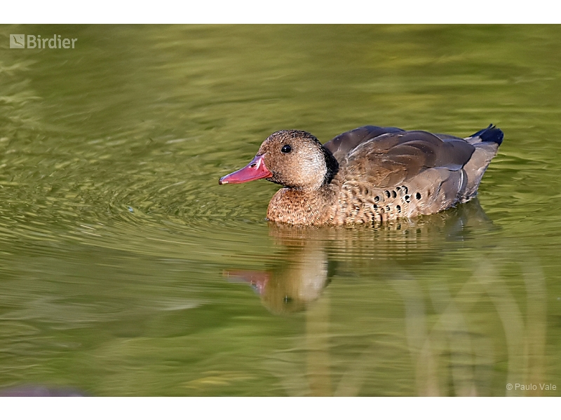 Brazilian Teal
