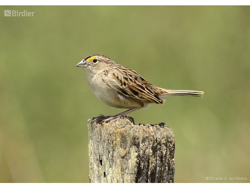 Grassland Sparrow