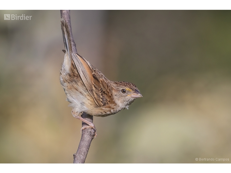 Grassland Sparrow