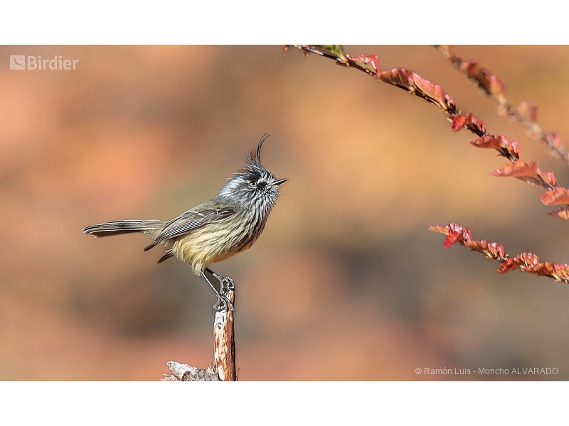 Tufted Tit-Tyrant