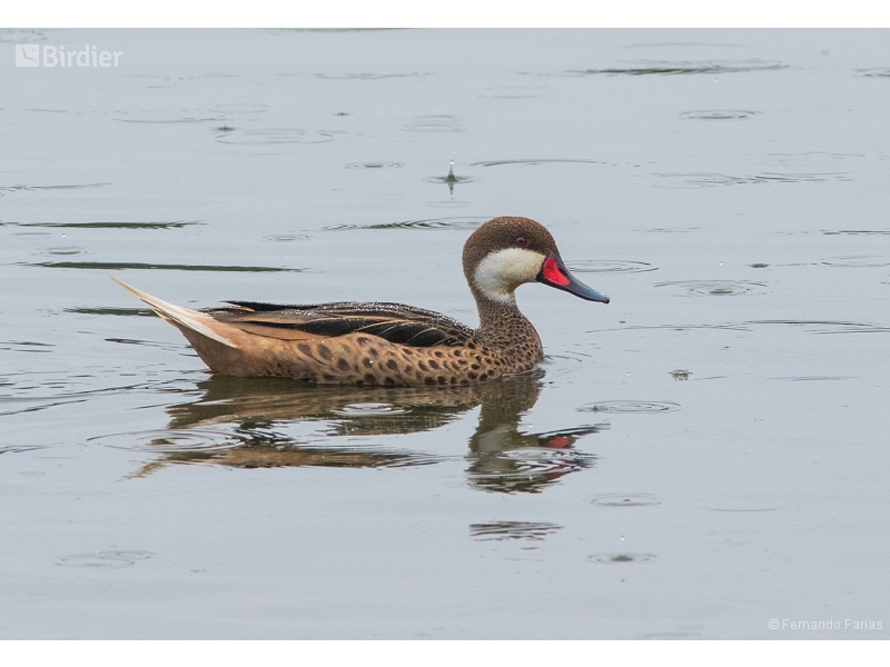 White-cheeked Pintail