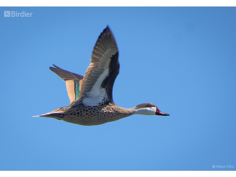 White-cheeked Pintail