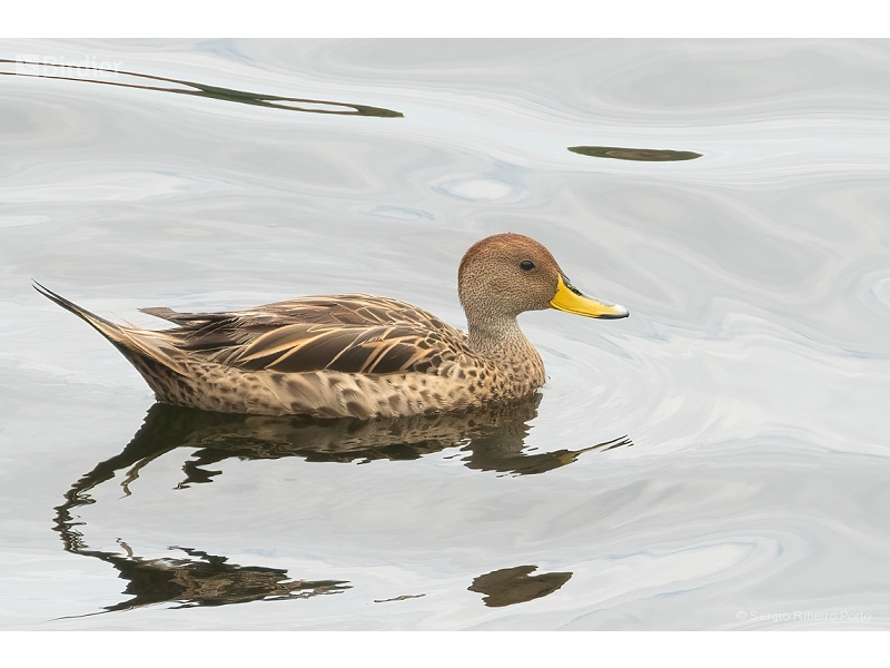 Yellow-billed Pintail