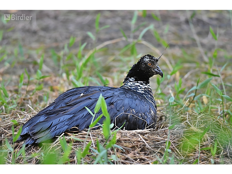 Horned Screamer