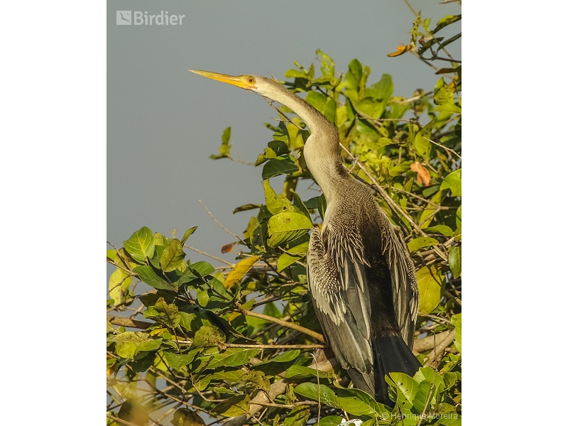 Anhinga