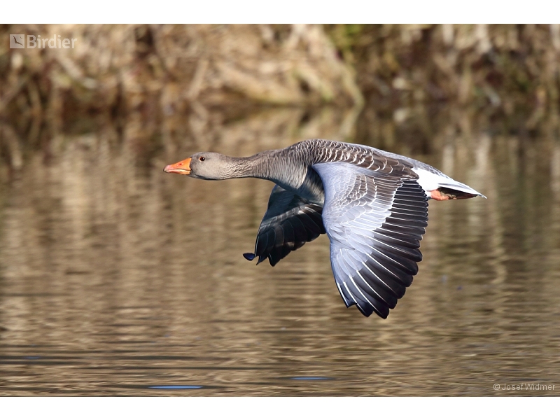Greylag Goose