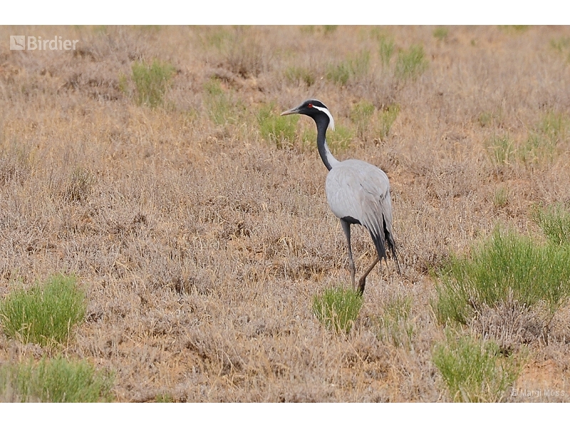 Demoiselle Crane