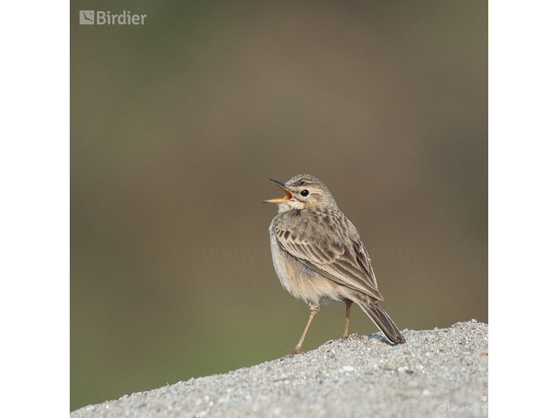 Paddyfield Pipit