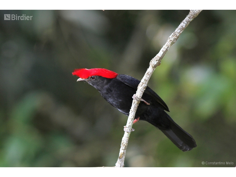 Helmeted Manakin