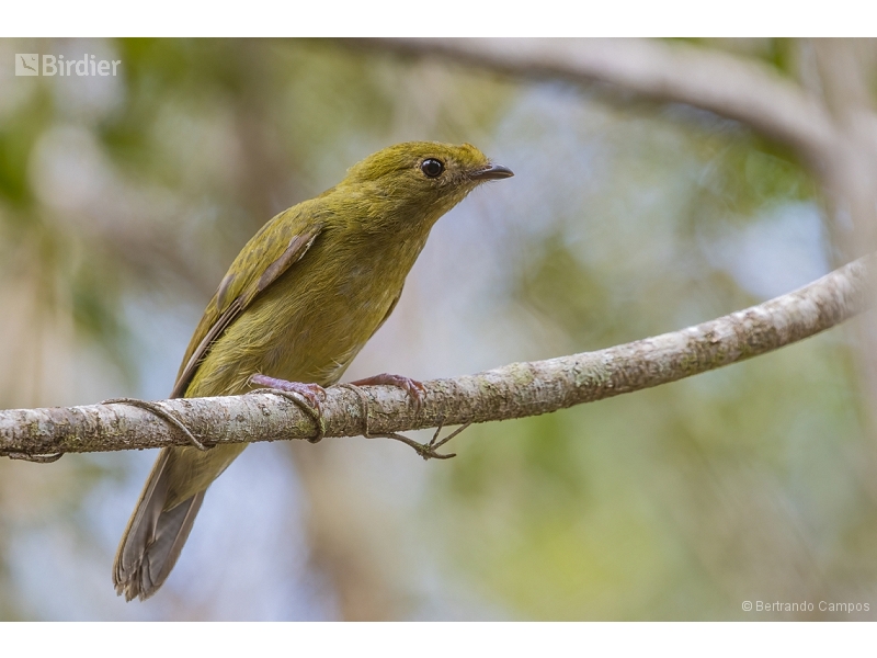 Helmeted Manakin