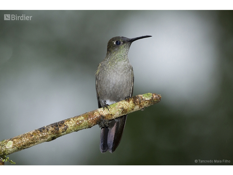Sombre Hummingbird