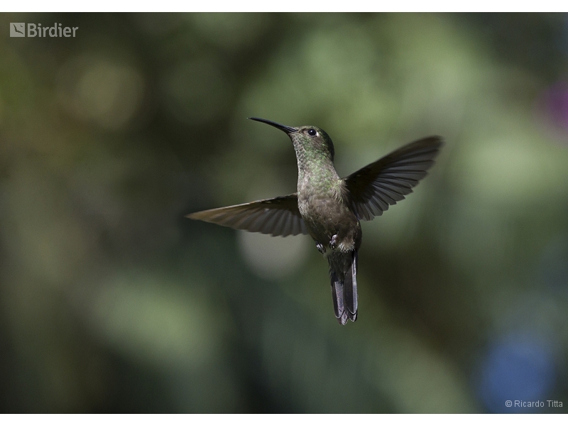 Sombre Hummingbird