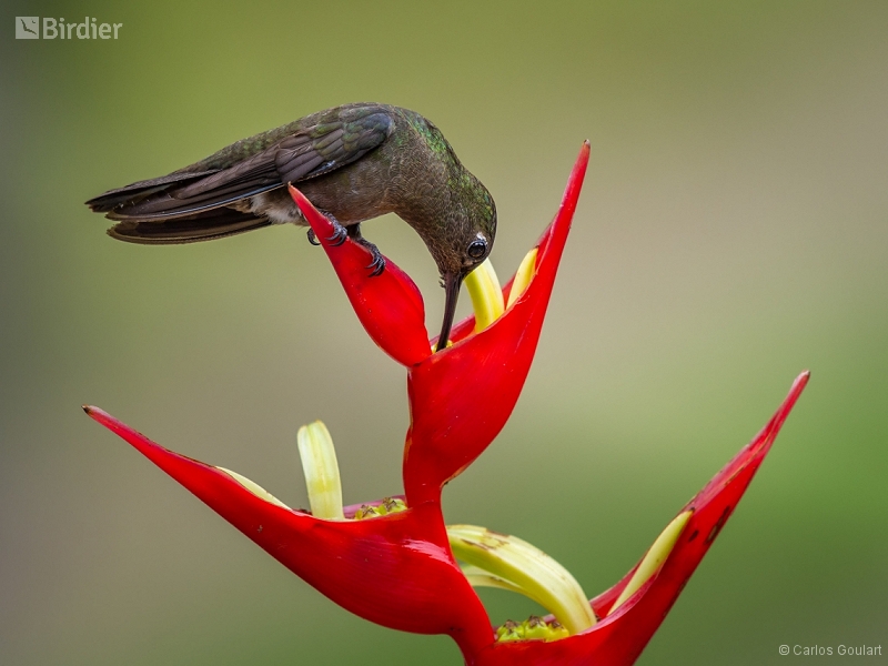 Sombre Hummingbird