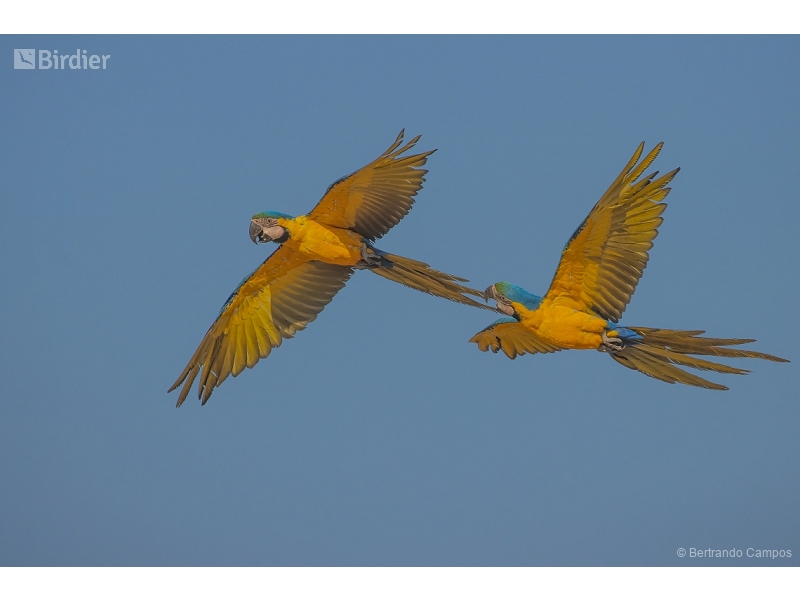Blue-and-yellow Macaw