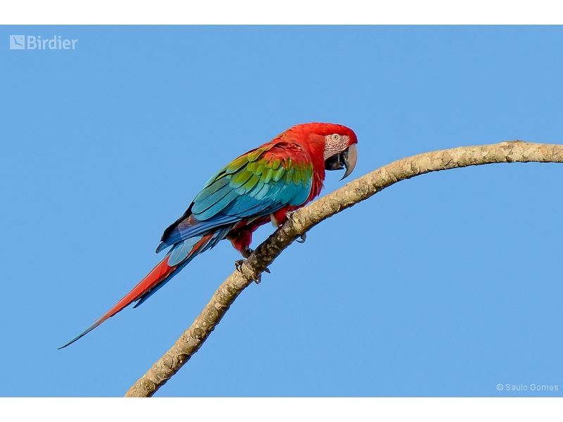 Red-and-green Macaw