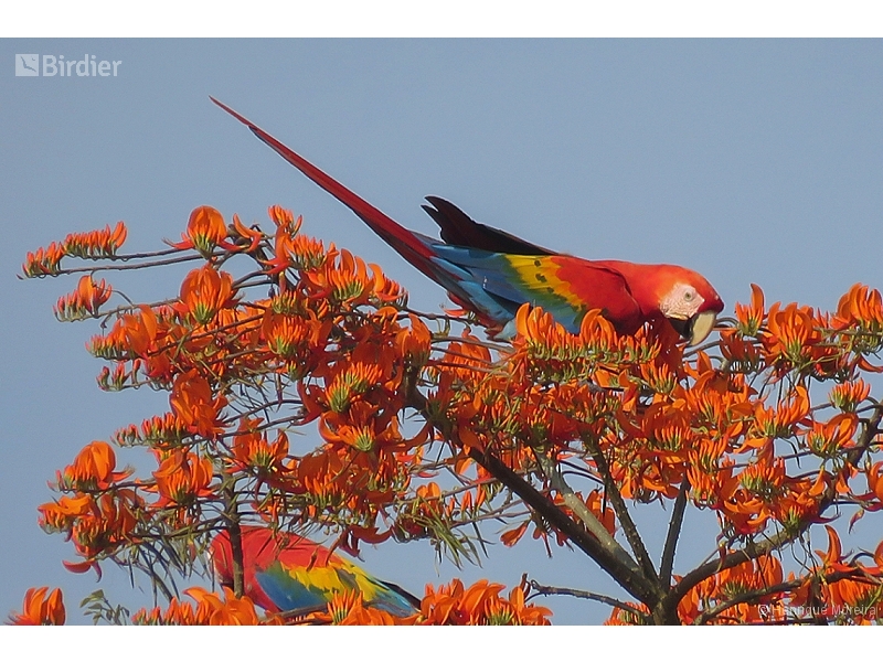 Scarlet Macaw