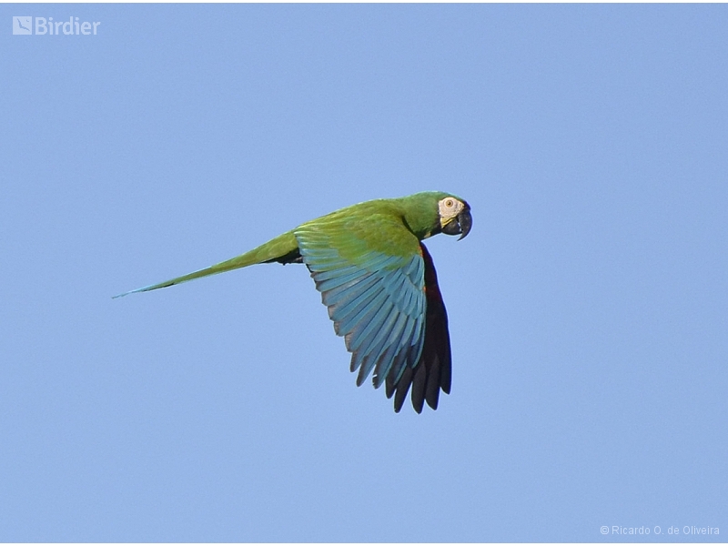 Chestnut-fronted Macaw