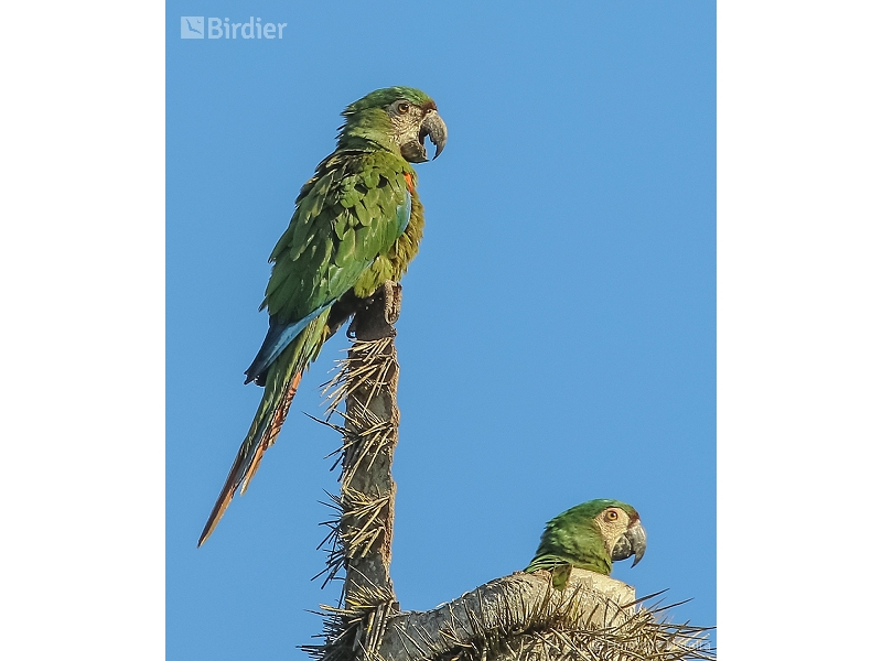 Chestnut-fronted Macaw
