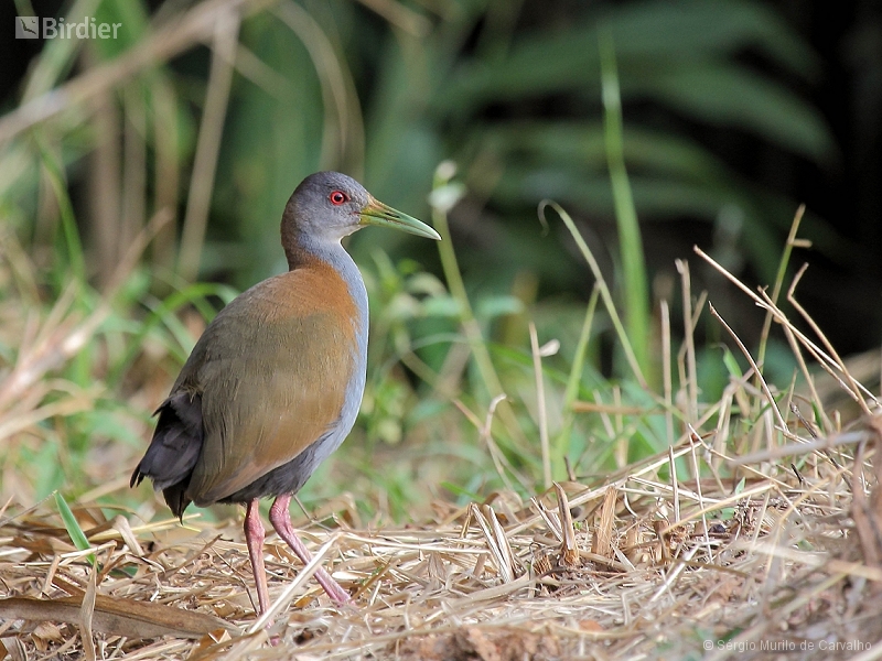 Slaty-breasted Wood Rail