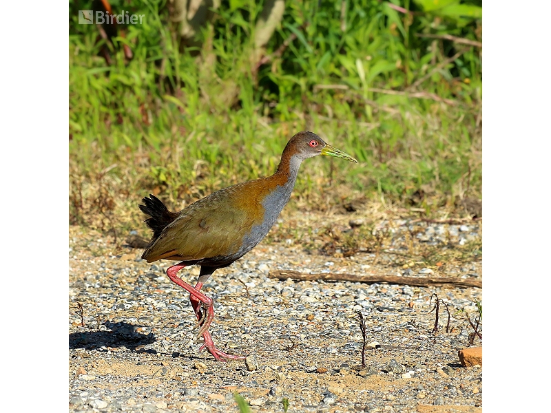 Slaty-breasted Wood Rail