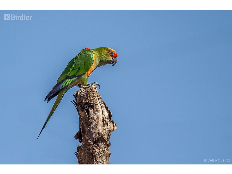 Golden-capped Parakeet