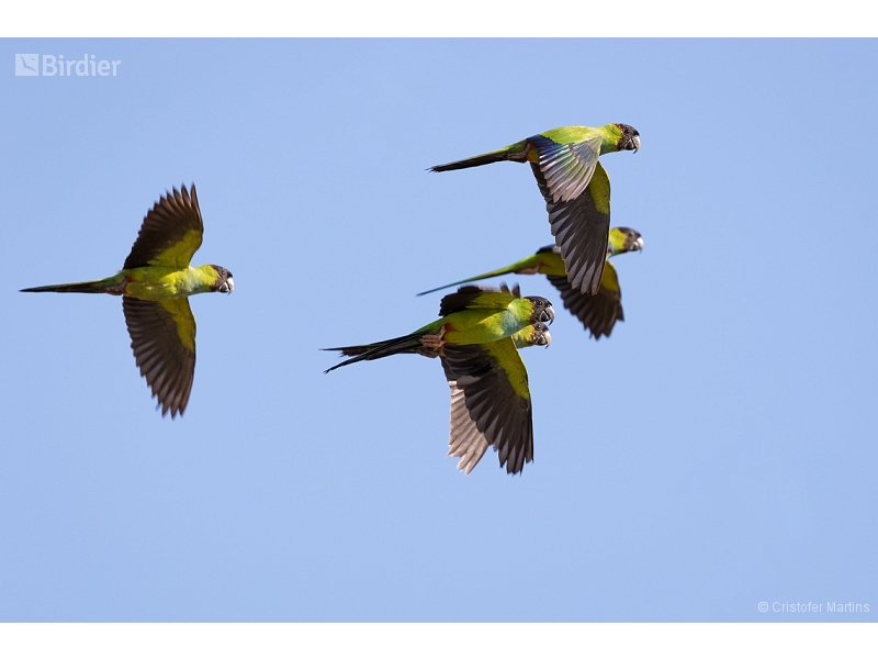 Nanday Parakeet
