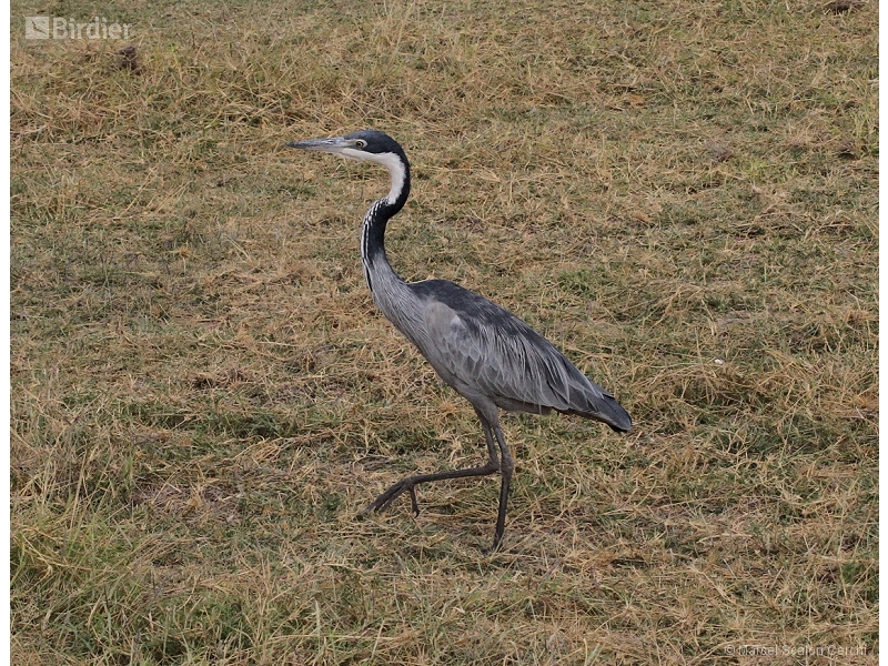 Black-headed Heron