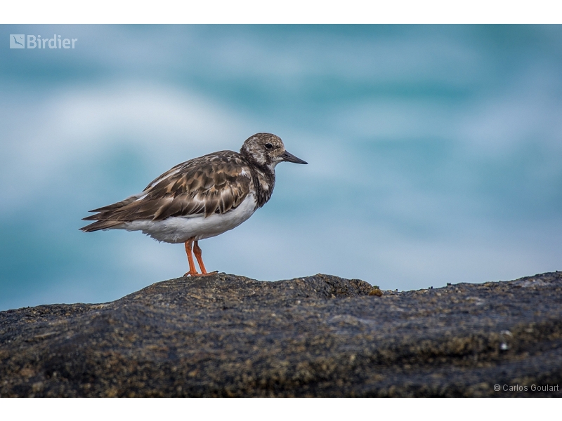Ruddy Turnstone