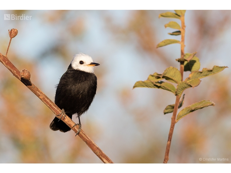 White-headed Marsh Tyrant