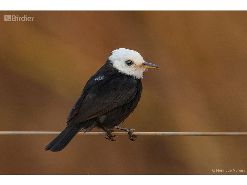 White-headed Marsh Tyrant