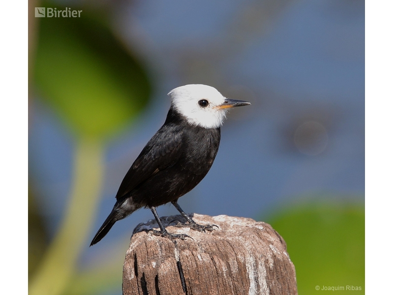 White-headed Marsh Tyrant