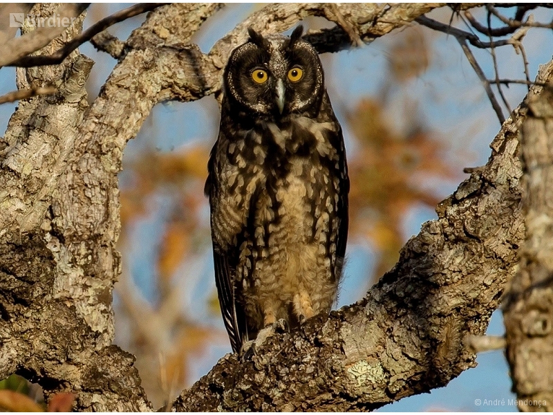 Stygian Owl