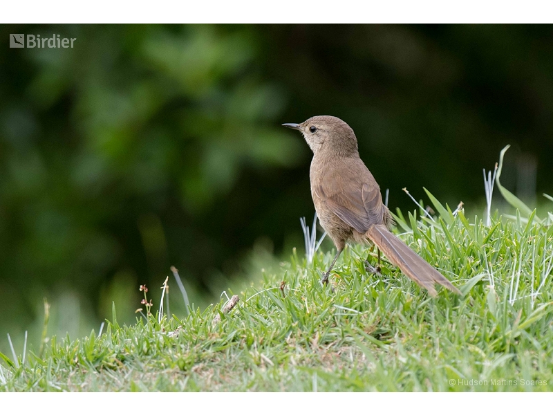 Itatiaia Spinetail
