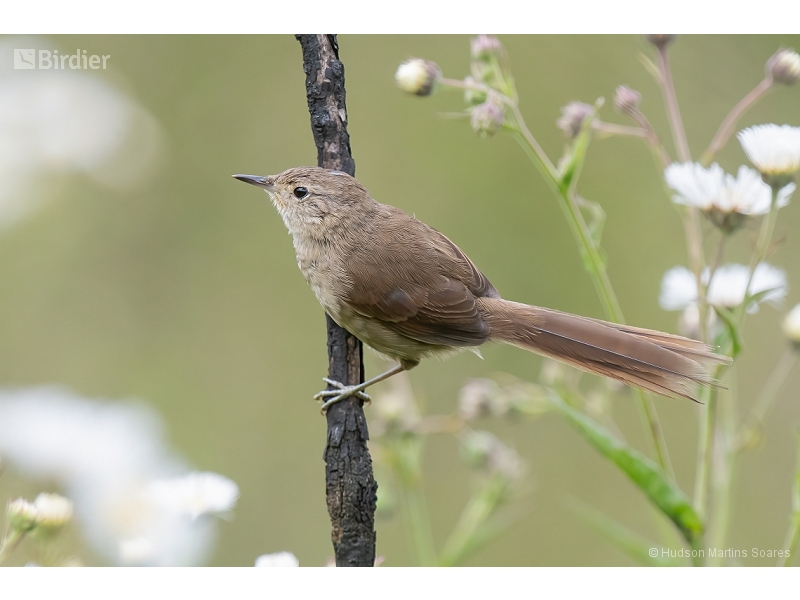 Itatiaia Spinetail