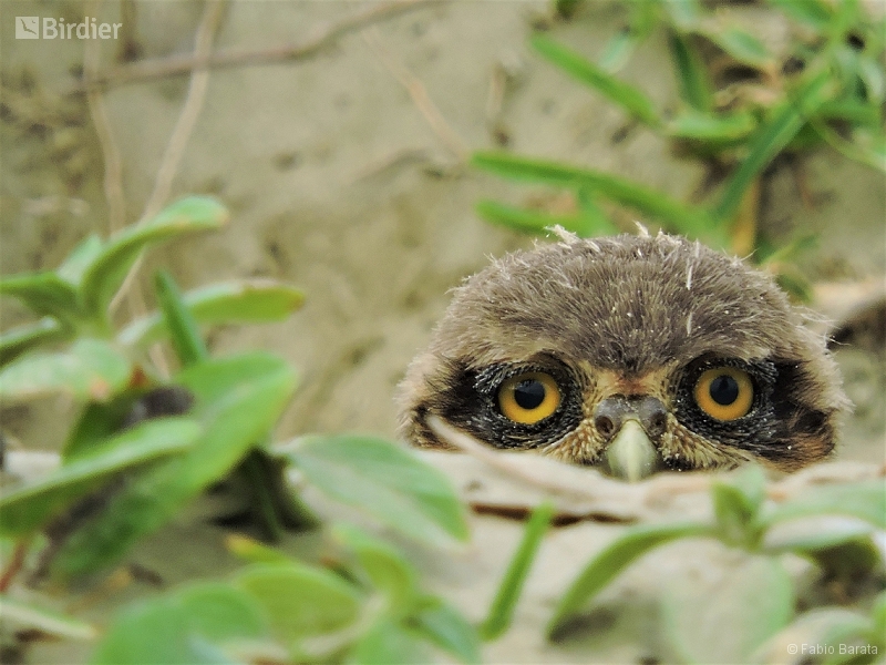 Burrowing Owl