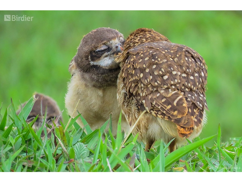 Burrowing Owl