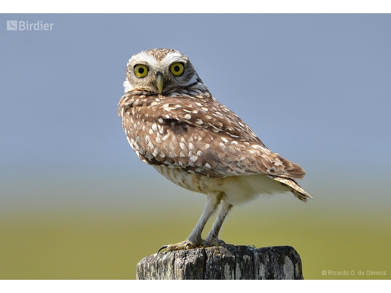 Burrowing Owl