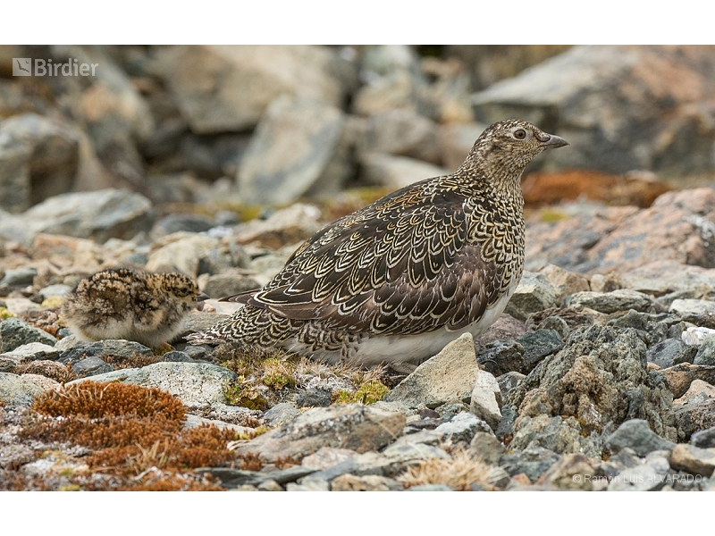 White-bellied Seedsnipe