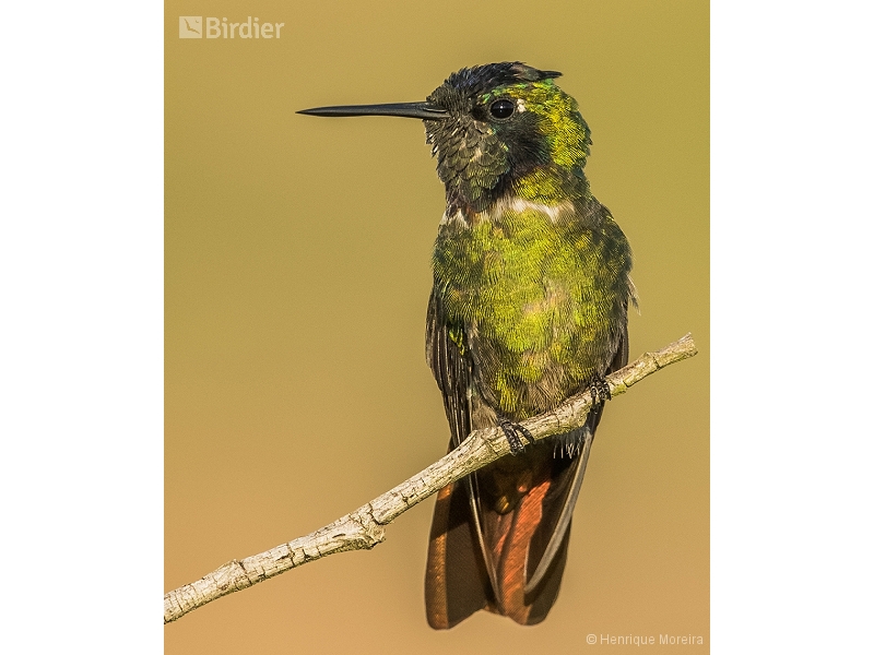 Hooded Visorbearer