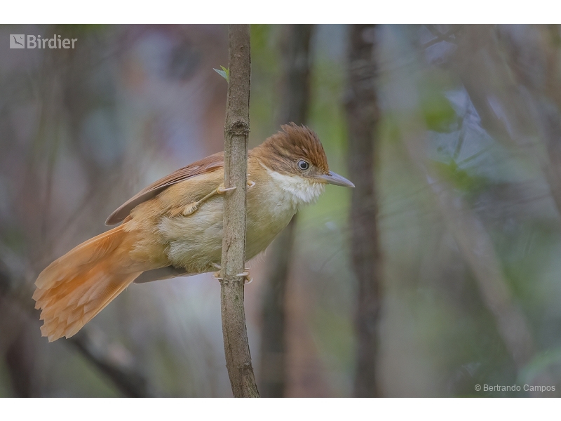 White-eyed Foliage-gleaner