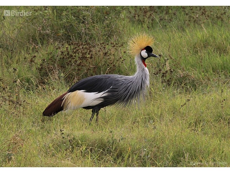 Grey Crowned Crane
