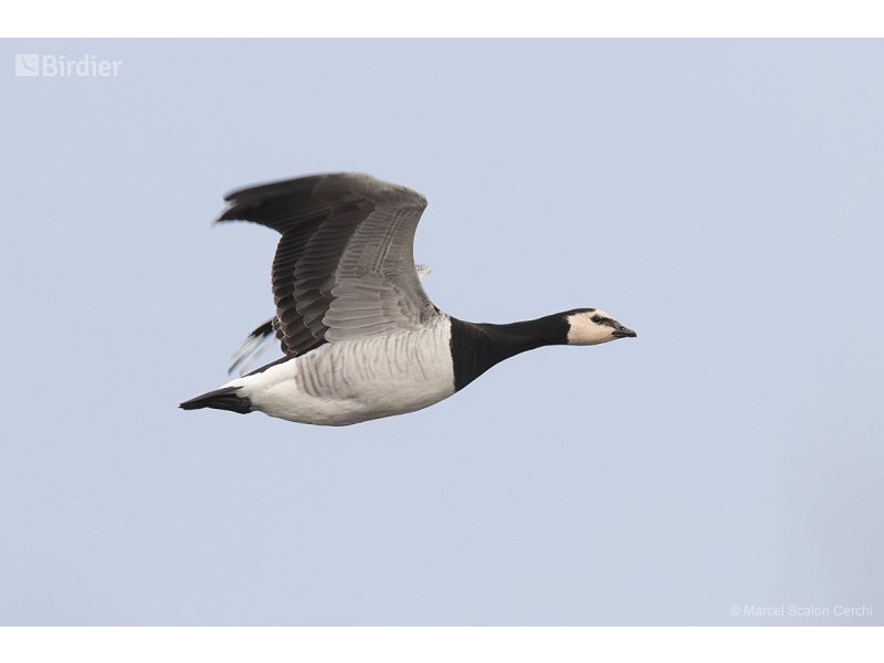 Barnacle Goose