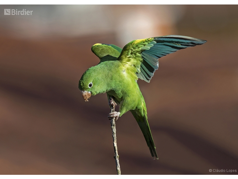 Yellow-chevroned Parakeet