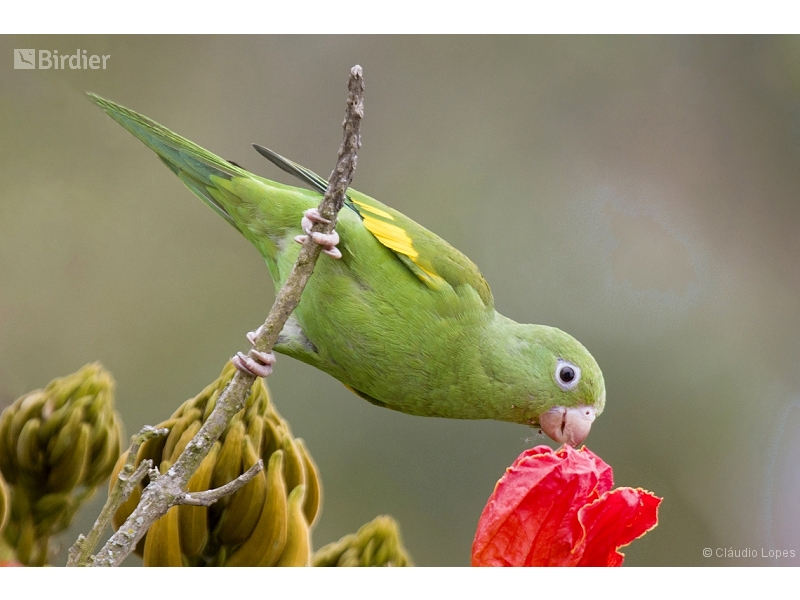 Yellow-chevroned Parakeet